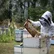 راه‌های فروش عسل و بازاریابی محصولات زنبورداری