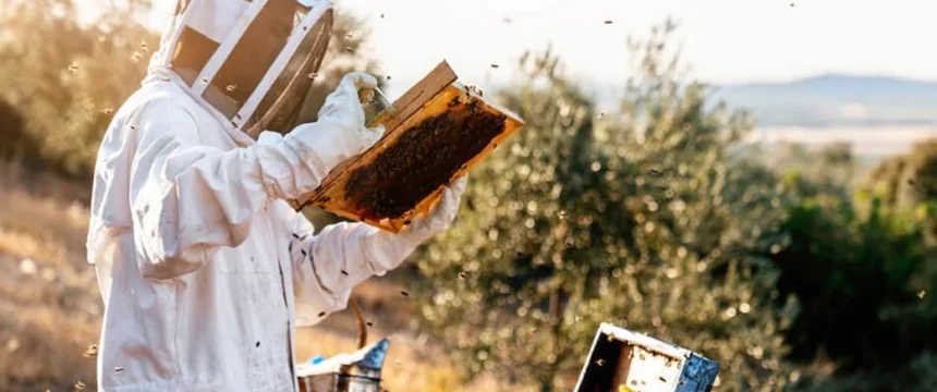 یادگیری پرورش زنبور عسل
