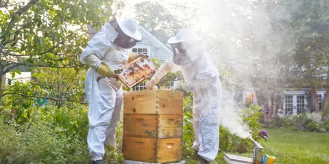 راهنمای آغاز پرورش زنبور عسل