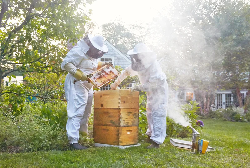 راهنمای آغاز پرورش زنبور عسل