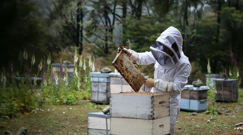 راه‌های فروش عسل و بازاریابی محصولات زنبورداری