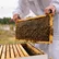 روش‌های مدیریت زنبورستان